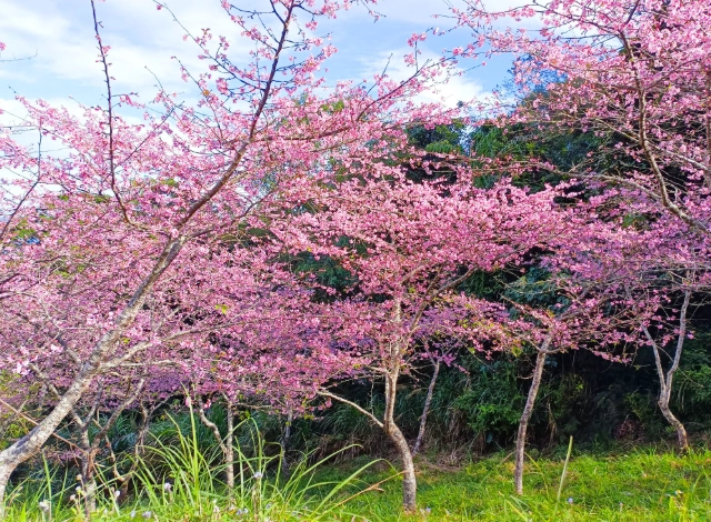 櫻花季高雄景點