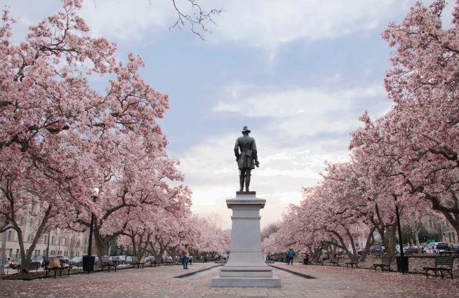 櫻花季高雄景點