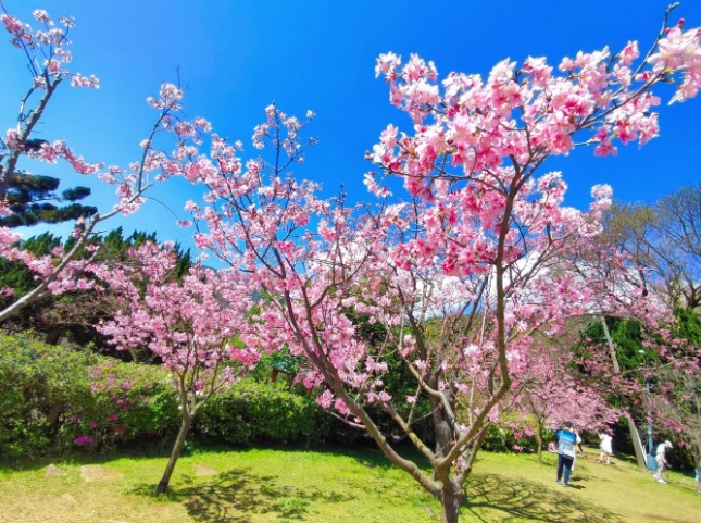 櫻花景點