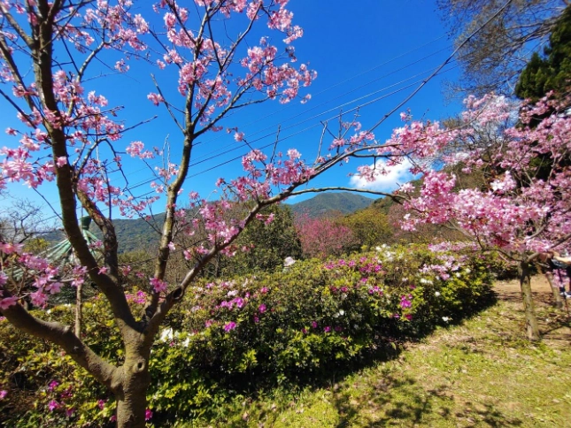 櫻花景點