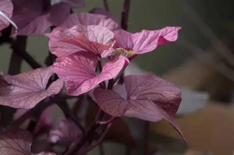 地瓜葉茶副作用