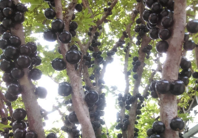 樹葡萄營養價值