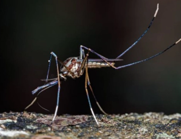 小黑蚊藥劑使用方法