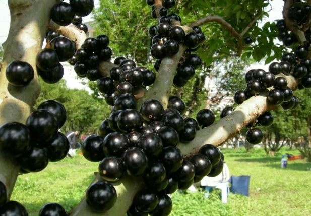 樹葡萄熱量全解析：減肥可以吃嗎？營養師告訴你真相