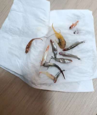 買新魚舊魚死