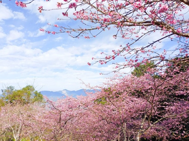 高雄櫻花季全攻略：賞櫻景點、花期預測、交通指南一次看