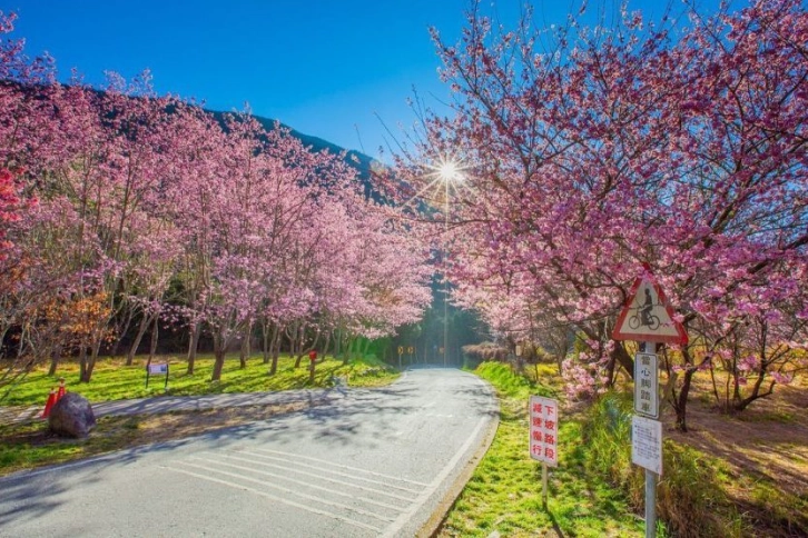 櫻花季季節全攻略：台灣賞櫻時間、景點、技巧一次掌握