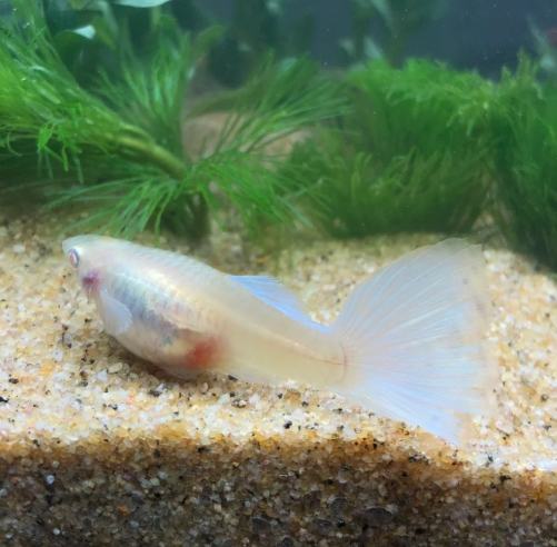 孔雀魚懷孕沉底