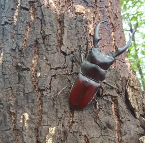 台灣深山鍬形蟲飼養