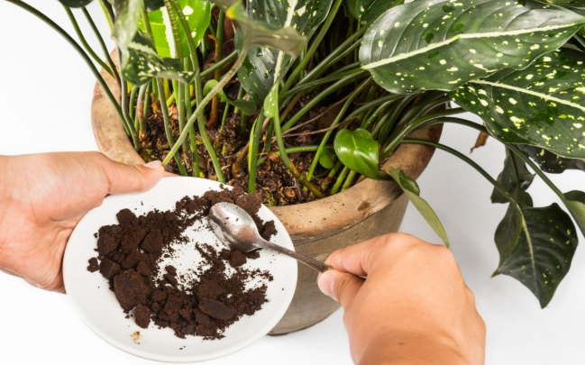 咖啡渣肥料製作與使用全指南：從收集到施肥的實用技巧